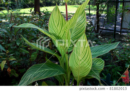 Hanakanna 孟加拉虎葉 81802013