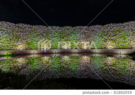 Ashikaga Flower Park Wisteria Flower Full Bloom Light Up Reflection 81802059