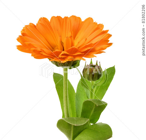 Wet calendula flowers close up isolated 81802206