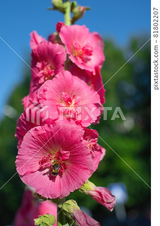 Bright crimson mallow flowers on a blurred background. Bright crimson mallow flowers on a blurred background. 81802207