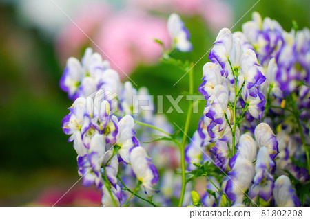 Flowers of an Akonite (Aconitum variegatum) 81802208