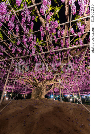 Ashikaga Flower Park wisteria flowers in full bloom lit up 81802289