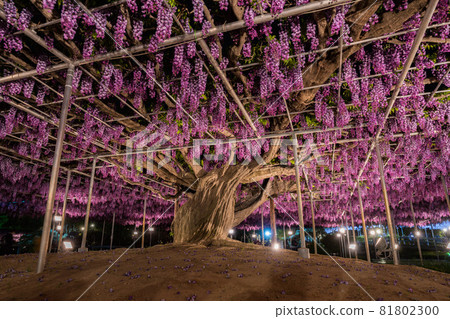 足利花卉公園盛開的紫藤花被點亮 81802300