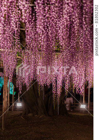 足利花卉公園盛開的紫藤花被點亮 足利花卉公園盛開的紫藤花被點亮 81802302