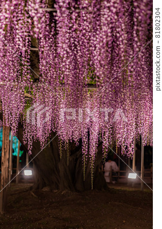 足利花卉公園盛開的紫藤花被點亮 足利花卉公園盛開的紫藤花被點亮 81802304