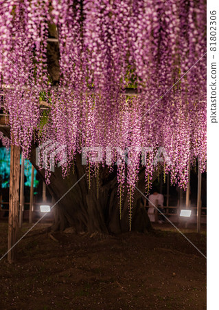足利花卉公園盛開的紫藤花被點亮 81802306