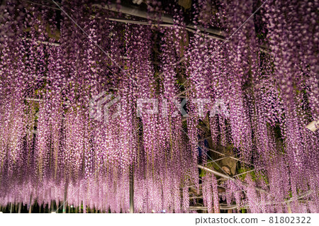 Ashikaga Flower Park wisteria flowers in full bloom lit up 81802322