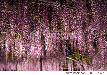 足利花卉公園盛開的紫藤花被點亮 81802324