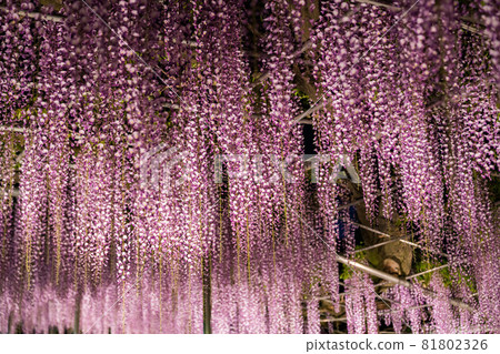 足利花卉公園盛開的紫藤花被點亮 81802326