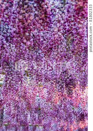 足利花卉公園盛開的紫藤花被點亮 81802333