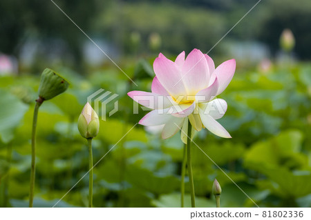 Lotus 81802336