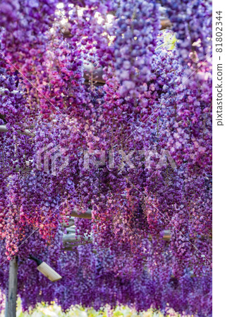 足利花卉公園盛開的紫藤花被點亮 足利花卉公園盛開的紫藤花被點亮 81802344
