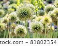 garlic flower 81802354