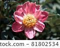 Peony 81802534