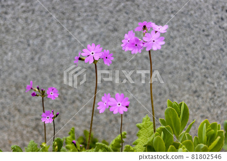 報春花 81802546