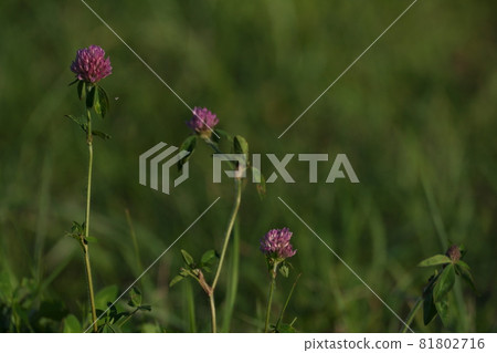 Pink Commelina communis flower 81802716