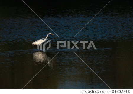 Great egret that appeared in the Shiribetsu River Great egret that appeared in the Shiribetsu River 81802718