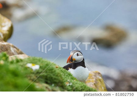 puffin standing on a rock cliff . fratercula arctica 81802750