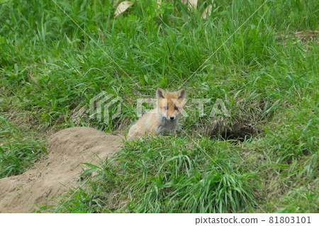 Alone fox Alone fox 81803101