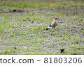 hoopoe 81803206