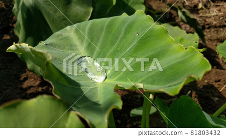 芋頭葉裝滿水 81803432