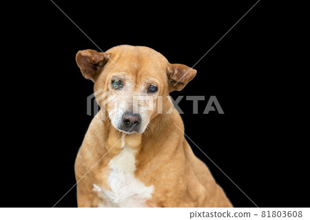 Old dog mixed breed on black background with clipping path Old dog mixed breed on black background with clipping path 81803608