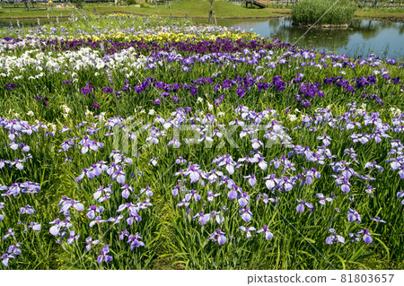 Ayame in full bloom, Chiba Prefecture, Japan Ayame in full bloom, Chiba Prefecture, Japan 81803657
