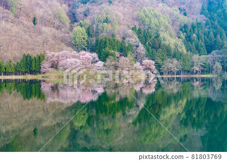 Lake Nakatsuna Oyama Sakura in full bloom Lake Nakatsuna Oyama Sakura in full bloom 81803769