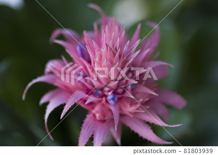 The bracts of the pink Ekmea fasciata are beautiful. The scientific name is Aechmea. The bracts of the pink Ekmea fasciata are beautiful. The scientific name is Aechmea. 81803939