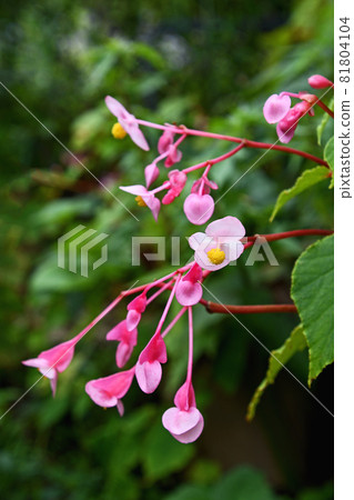 Shuukaido (Akikai-mochi) 81804104