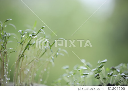 Holy basil vegetable plant growing Holy basil vegetable plant growing 81804200