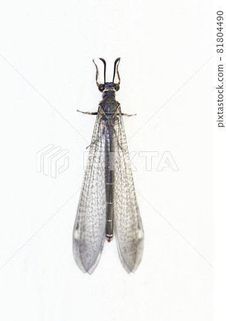 鱷魚蟻獅 鱷魚蟻獅 81804490