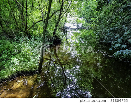 Wild part of Shefield Lake - Uckfield, United Kingdom 81804763