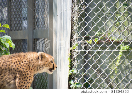 Cheetah Cheetah 81804863