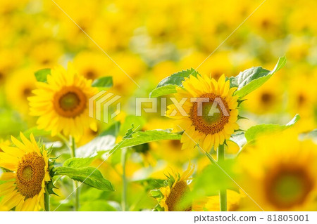 Sunflower field Sunflower field 81805001