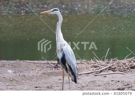 Ao-sashi nestling at the water's edge 81805079