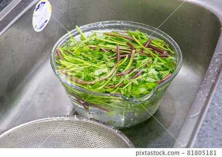 毛茛 毛茛 81805181