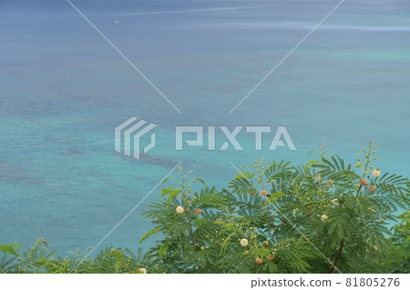 銀杏與蔚藍的海 鹿兒島 銀杏與蔚藍的海 鹿兒島 81805276