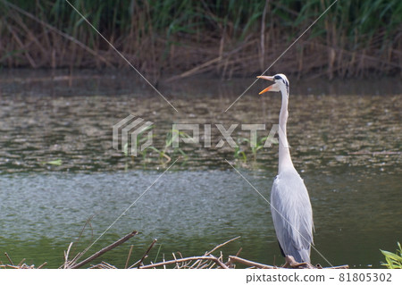 Gray heron yawning while standing by the water 81805302
