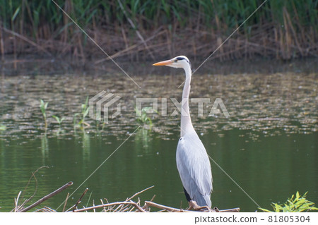 Ao-sashi nestling at the water's edge 81805304