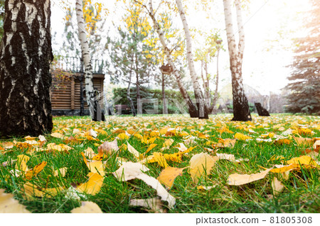 Low angle POV scenery multicoloroed bright vibrant oak and birch first fallen dry leaves on green grass lawn at campus yard or city park garden in september. Autumnal scenic nature foliage backgound Low angle POV scenery multicoloroed bright vibrant oak and birch first fallen dry leaves on green grass lawn at campus yard or city park garden in september. Autumnal scenic nature foliage backgound 81805308