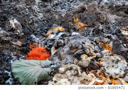salmon roe on the shore of the reservoir died due to poor ecology and environmental pollution.close up, soft focus. salmon roe on the shore of the reservoir died due to poor ecology and environmental pollution.close up, soft focus. 81805471