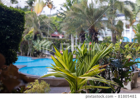 View of garden and swimming pool from a balcony at a asian tropical resort View of garden and swimming pool from a balcony at a asian tropical resort 81805481
