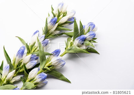 Gentian Gentian 81805621