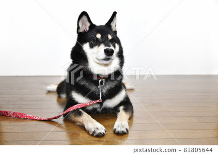 柴犬坐在地板上等待 81805644