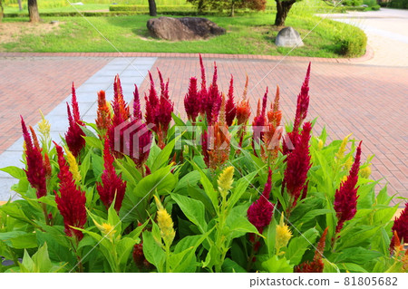 cockscomb cockscomb 81805682
