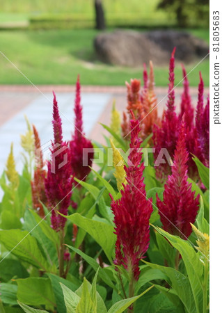 cockscomb cockscomb 81805683
