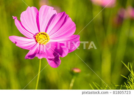 Beautiful pink color cosmos (Mexican aster) flower background Beautiful pink color cosmos (Mexican aster) flower background 81805723