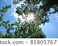 The sun and blue sky illuminating the fresh green looking up 81805767