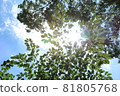 The sun and blue sky illuminating the fresh green looking up 81805768